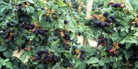 Pravilan uzgoj kupina na špaliru